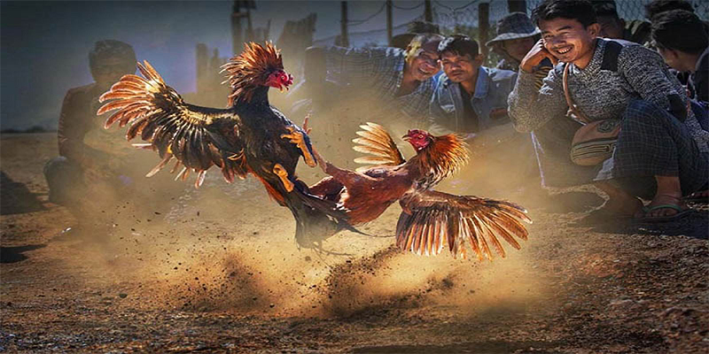 911win chơi bắn cá đổi thưởng