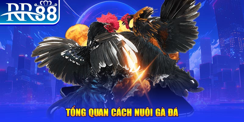 911win VA Điện Tử