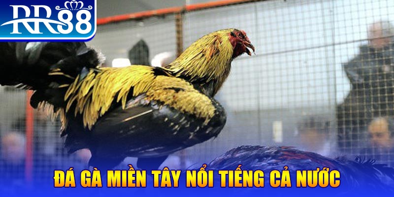 911win JILI Game Bài 3d