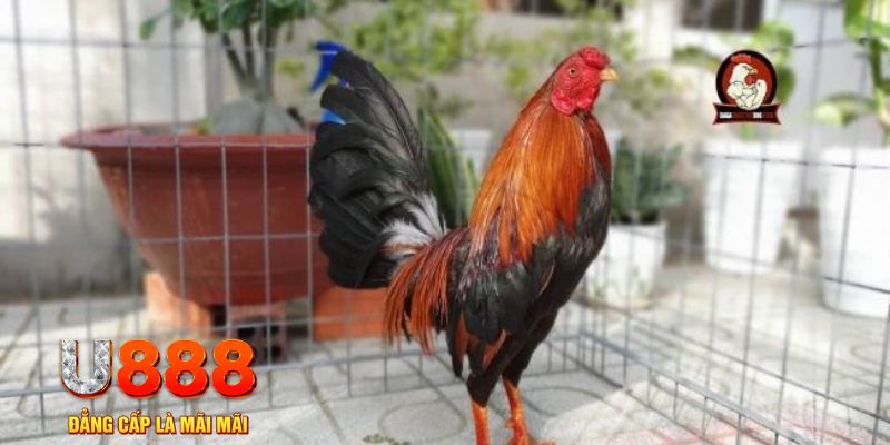 911win casino máy tính